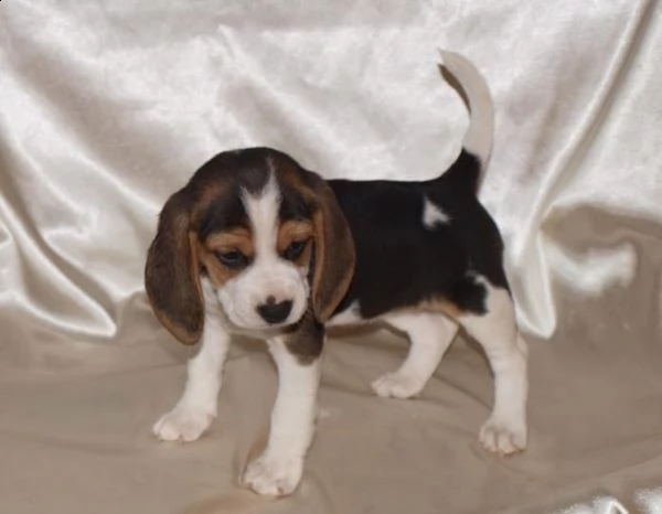 regalo cuccioli di beagle bellissimi 