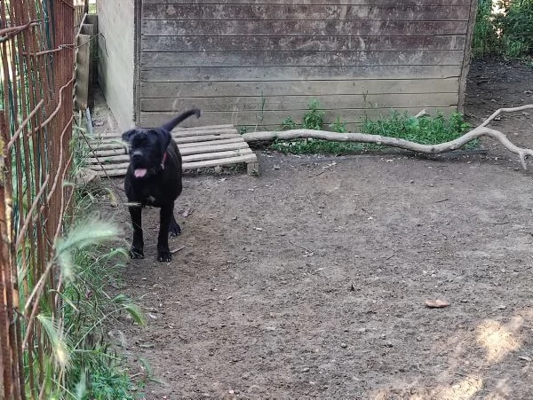 cane corso femmina di due anni nera | Foto 0