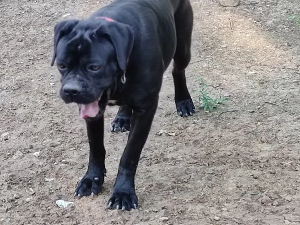 cane corso femmina di due anni nera