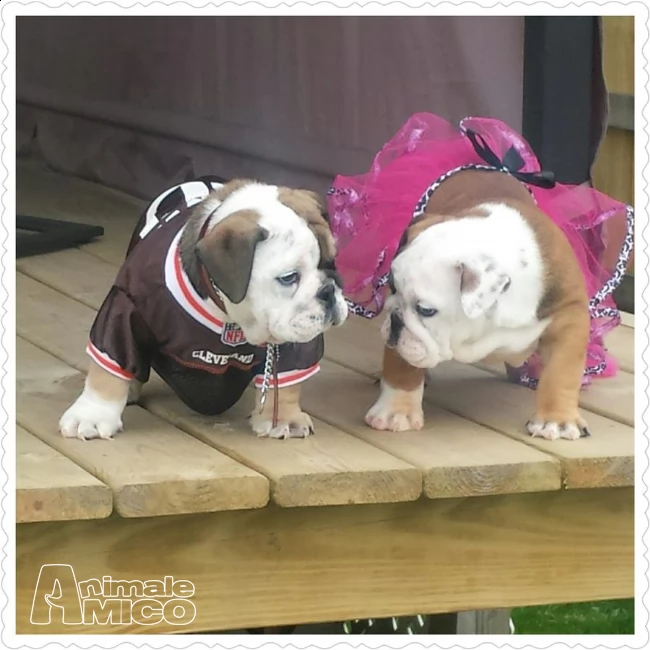  cuccioli bulldog inglese