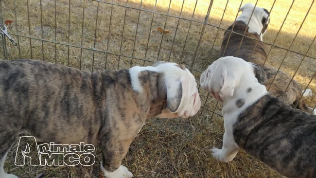  cuccioli bulldog inglese | Foto 0