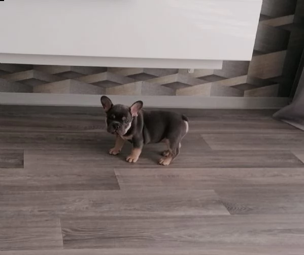 bouledogue francese  con pedigrée splendidi cuccioli | Foto 4