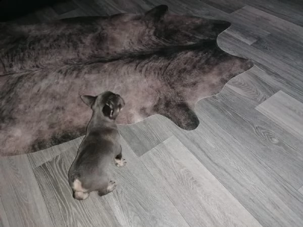 bouledogue francese  con pedigrée splendidi cuccioli | Foto 3