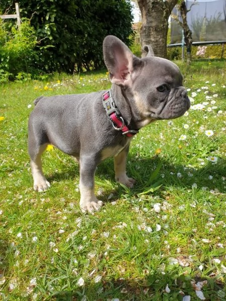 bouledogue francese  con pedigrée splendidi cuccioli | Foto 2