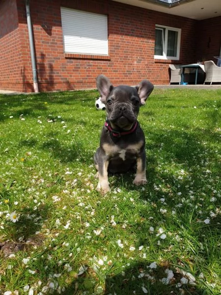 bouledogue francese  con pedigrée splendidi cuccioli | Foto 1