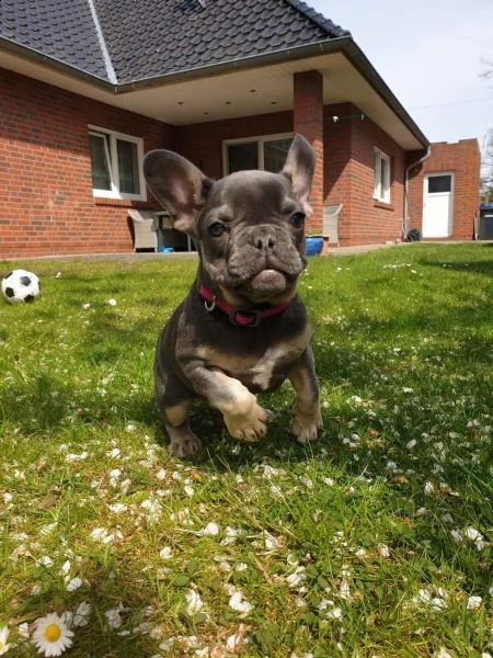 bouledogue francese  con pedigrée splendidi cuccioli