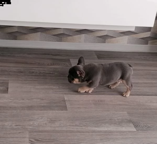 bouledogue francese  con pedigrée splendidi cuccioli | Foto 0