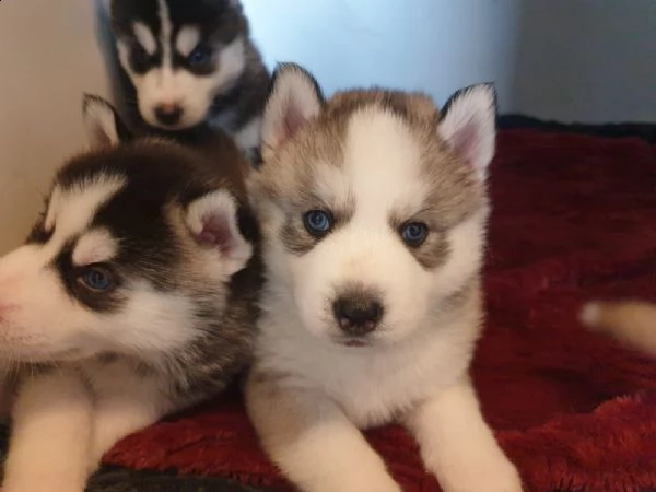 siberian husky cuccioli con pedigree | Foto 3