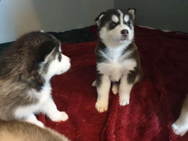 siberian husky cuccioli con pedigree | Foto 2