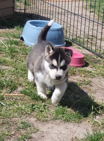 siberian husky cuccioli con pedigree | Foto 1