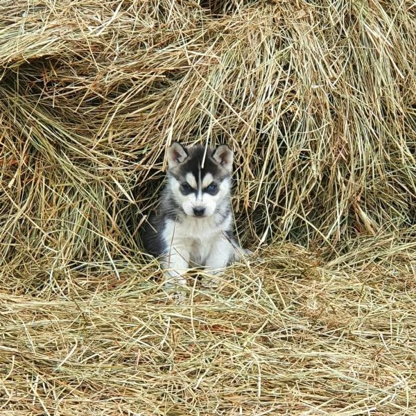 siberian husky cuccioli con pedigree | Foto 0