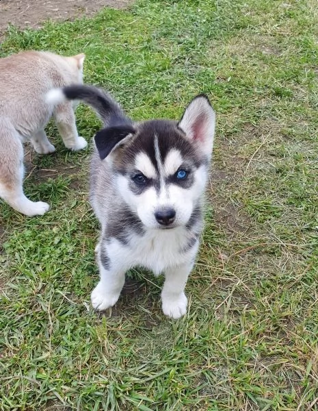 siberian husky cuccioli con pedigree