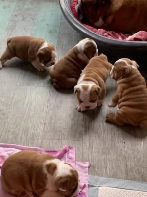 cuccioli di bulldog inglese | Foto 0