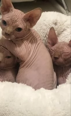 cuccioli sphynx 