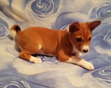 basenji cucciolo | Foto 1