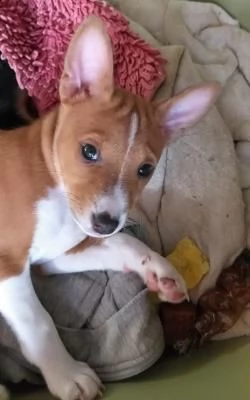 basenji cucciolo | Foto 0