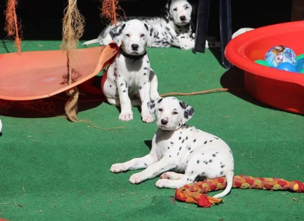 ( 2 )c.uccioli dalmata con pedigree