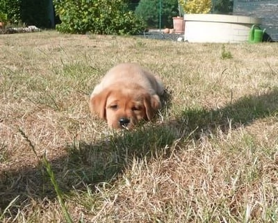 cuccioli di cuccioli labrador inglese giallo splendido pronti | Foto 2