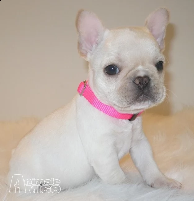 bouledogue francese blu occhi blu