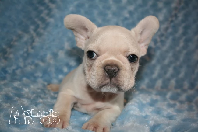 bouledogue francese blu occhi blu | Foto 2