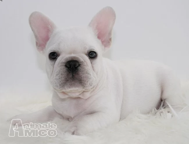bouledogue francese blu occhi blu | Foto 1