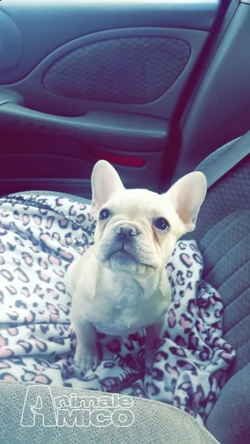 bouledogue francese blu occhi blu | Foto 0