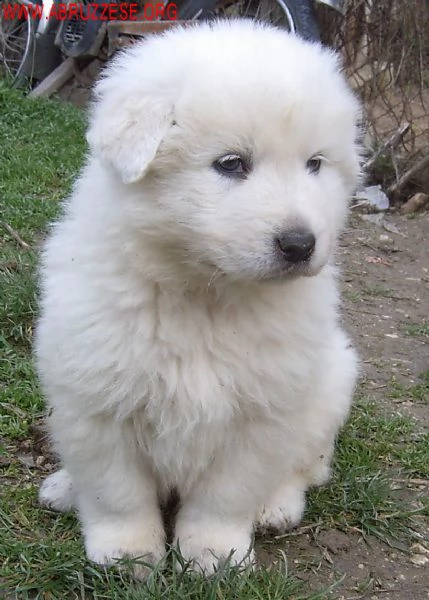 cuccioli taglia gigante montagna dei pirenei- abruzzese | Foto 1