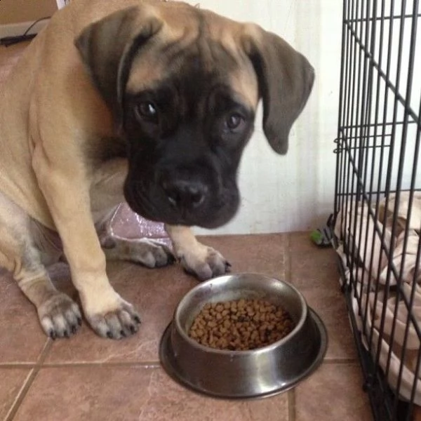 bellissima cucciolata di bullmastiff