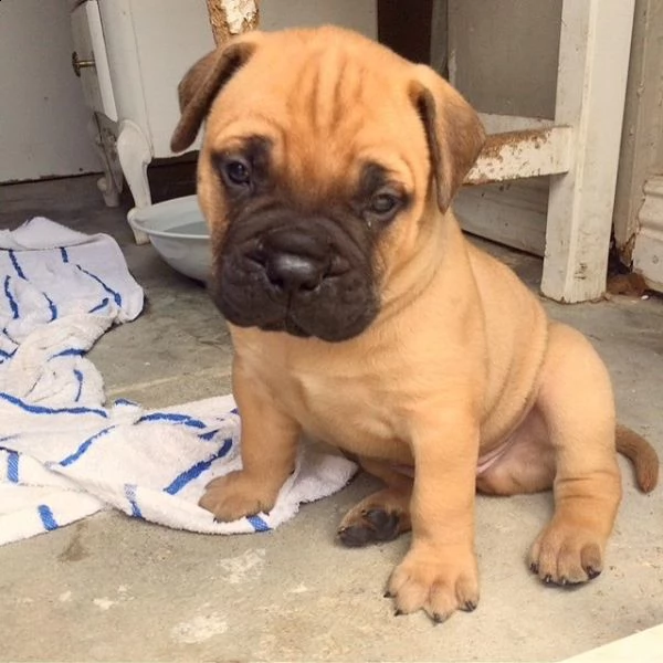 bellissima cucciolata di bullmastiff | Foto 2