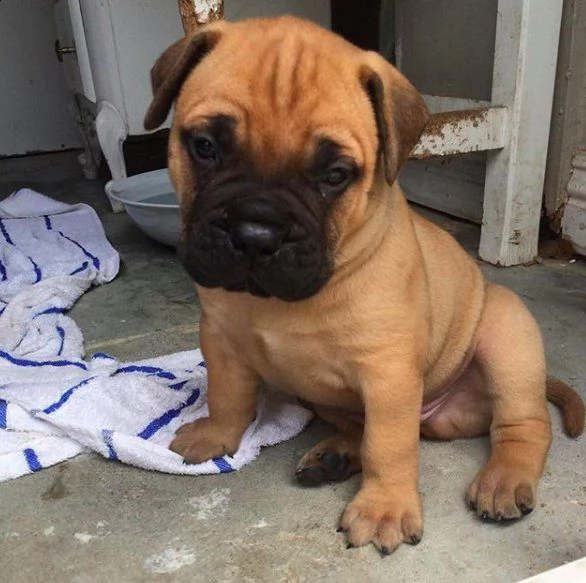 bellissima cucciolata di bullmastiff | Foto 1