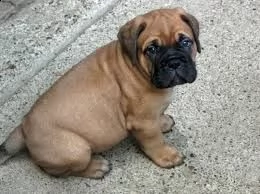 bellissima cucciolata di bullmastiff | Foto 0