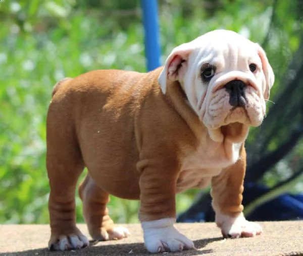 disponibili cuccioli di bulldog inglese