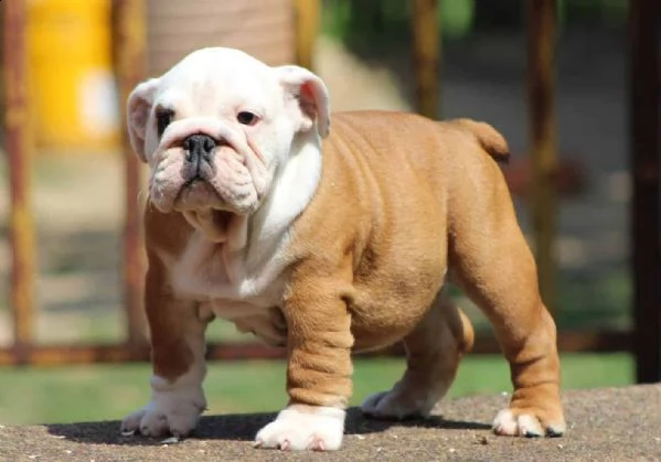 disponibili cuccioli di bulldog inglese | Foto 2