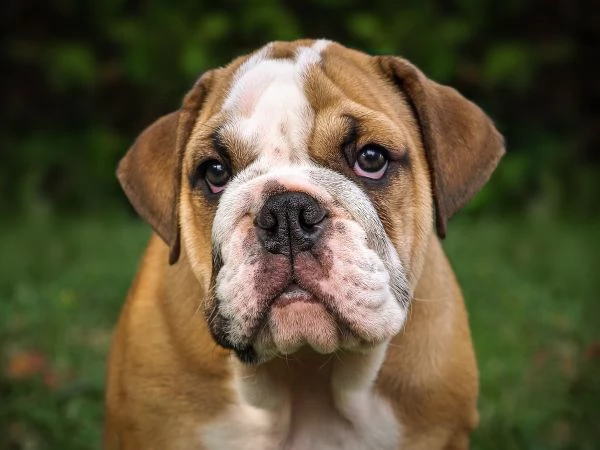 disponibili cuccioli di bulldog inglese | Foto 0