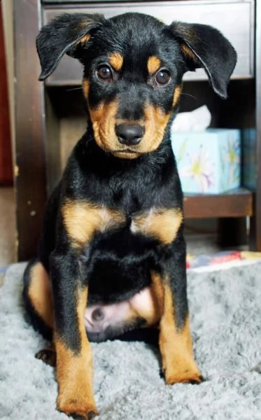 cuccioli di dobermann alta genealogia | Foto 2