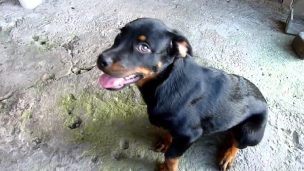 cuccioli di dobermann alta genealogia | Foto 0