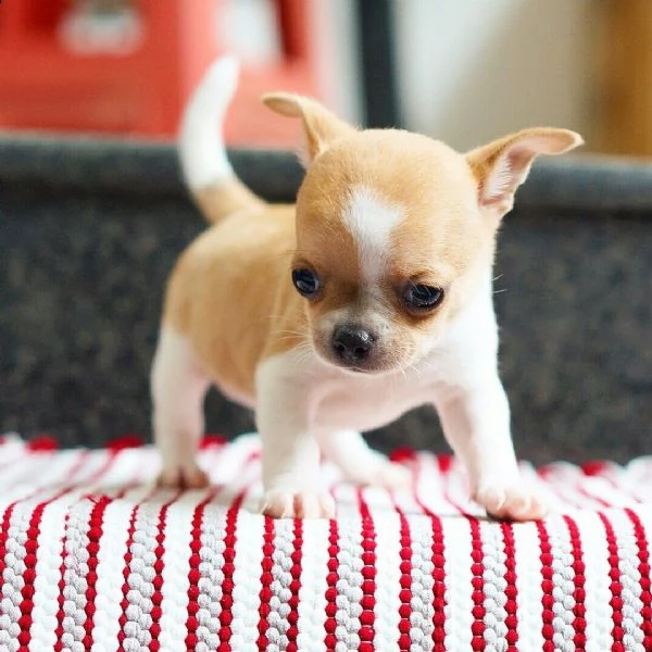 chihuahua toy cuccioli 