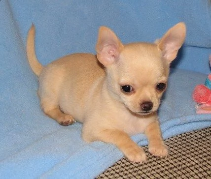 chihuahua toy cuccioli  | Foto 1