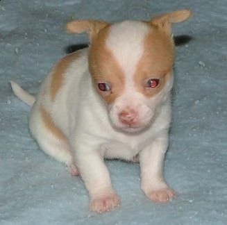 chihuahua toy cuccioli  | Foto 0