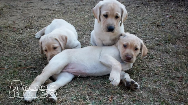 labrador retriever splendidi cuccioli con pedigree