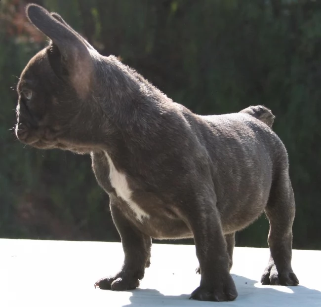 splendidi cuccioli di bouledogue francese | Foto 2