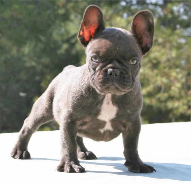 splendidi cuccioli di bouledogue francese