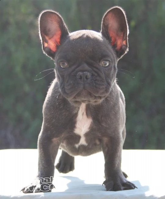 splendidi cuccioli di bouledogue francese | Foto 1