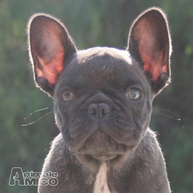 splendidi cuccioli di bouledogue francese | Foto 0