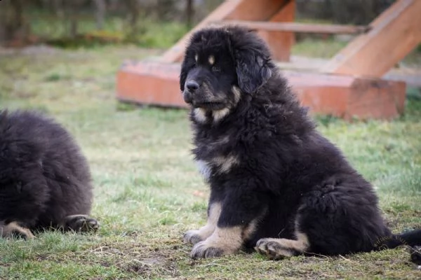tibetan mastiff - mastino tibetano | Foto 2