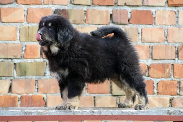 tibetan mastiff - mastino tibetano