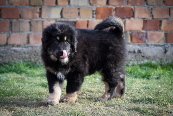 tibetan mastiff - mastino tibetano | Foto 1