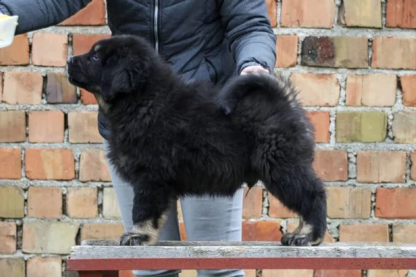 tibetan mastiff - mastino tibetano | Foto 0