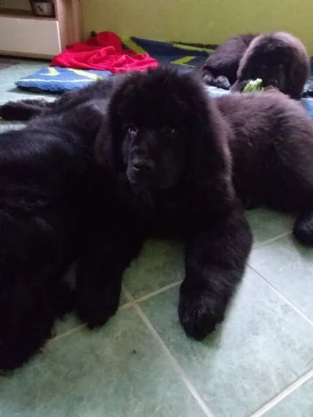 cucciolo di terranova maschio e femmina nero , pelo denso | Foto 2