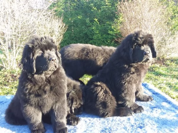cucciolo di terranova maschio e femmina nero , pelo denso | Foto 1
